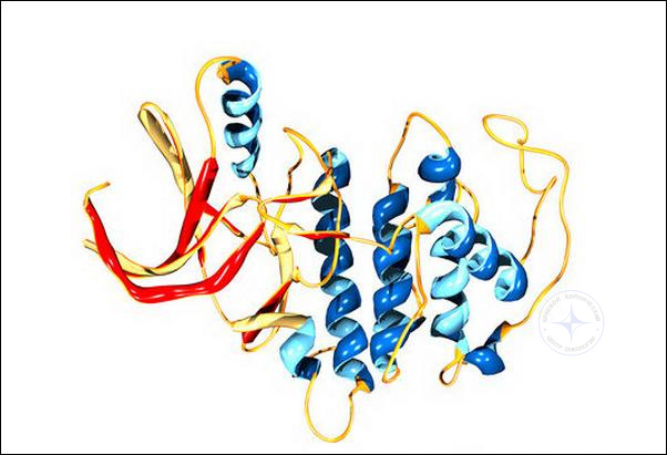 Схема молекулы киназы Cdk5, активность которой в нейронах подавляет циклин Е (рисунок Dr Mark J. Winter).