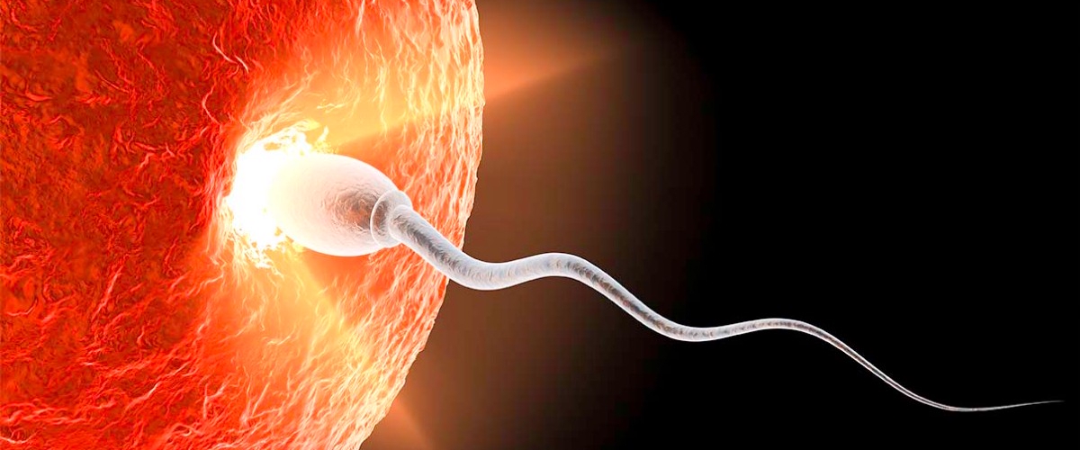 Ученые сделали фундаментальное открытие в пробуждении генома эмбриона